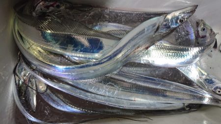 シースナイパー海龍 釣果