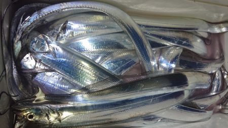 シースナイパー海龍 釣果