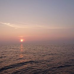 アマテラス 釣果