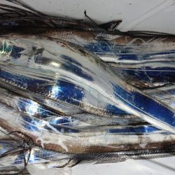 シースナイパー海龍 釣果