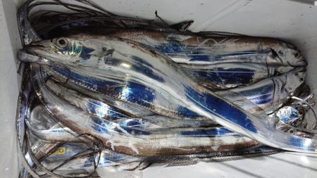 シースナイパー海龍 釣果