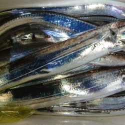 シースナイパー海龍 釣果