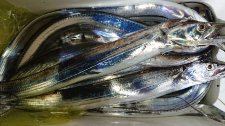 シースナイパー海龍 釣果