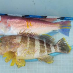 アマテラス 釣果