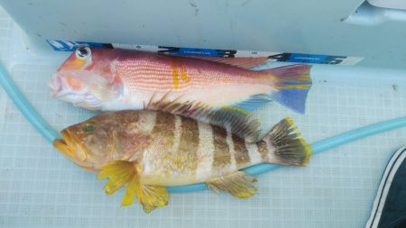 アマテラス 釣果