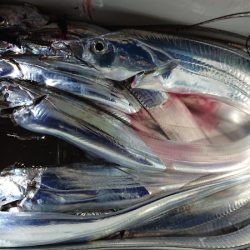 シースナイパー海龍 釣果