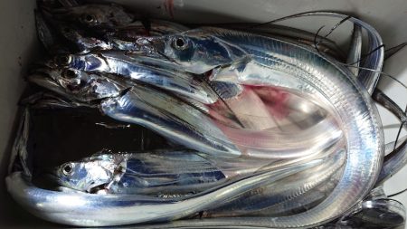 シースナイパー海龍 釣果