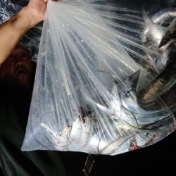 シースナイパー海龍 釣果