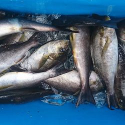 しば渡船 釣果