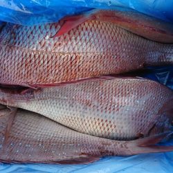 遊漁船 家入 釣果