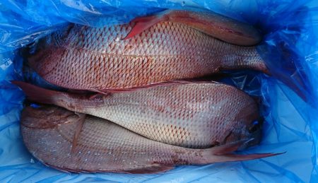 遊漁船 家入 釣果