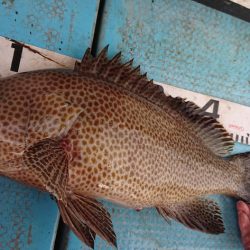 シースナイパー海龍 釣果