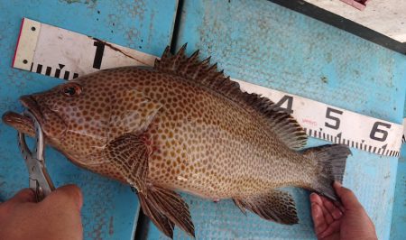 シースナイパー海龍 釣果