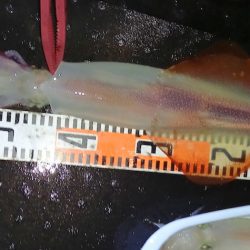 第二龍勢丸 釣果