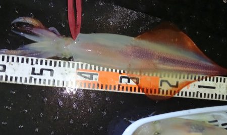 第二龍勢丸 釣果