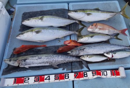 清和丸 釣果