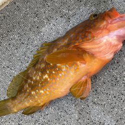 「LaGooN」蒼陽丸 日和号 釣果