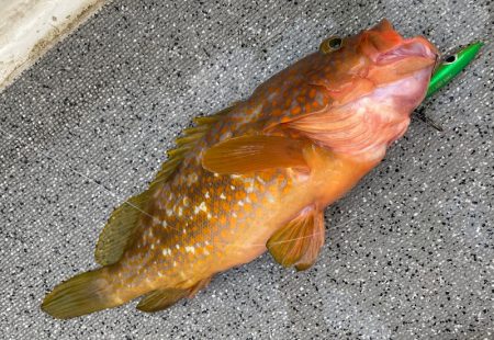 「LaGooN」蒼陽丸 日和号 釣果