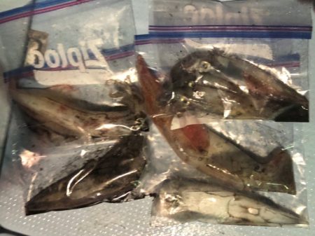 第二八坂丸 釣果