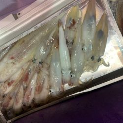 海龍丸（石川） 釣果