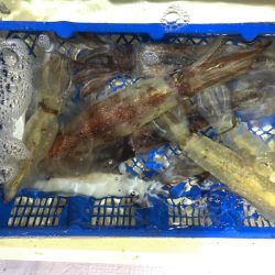 海龍丸（石川） 釣果