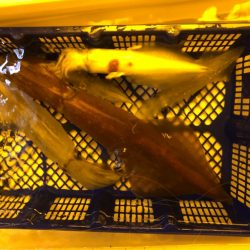 海龍丸（石川） 釣果