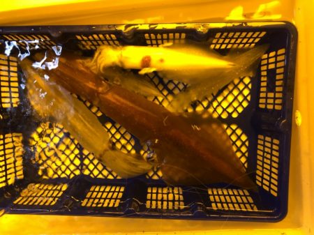 海龍丸（石川） 釣果