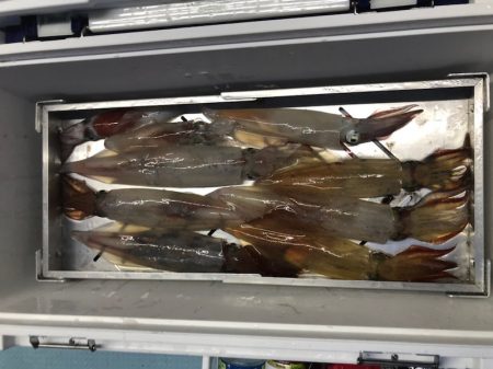 第二八坂丸 釣果