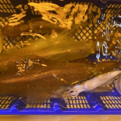 海龍丸（石川） 釣果