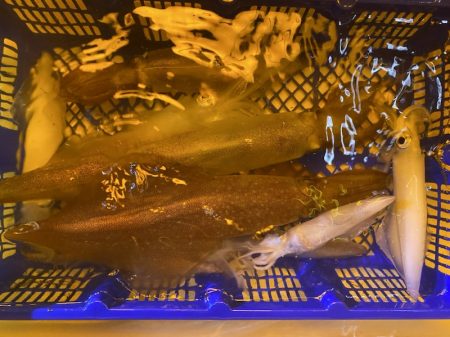 海龍丸（石川） 釣果