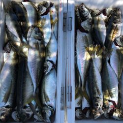 フィッシング　キッタカ 釣果