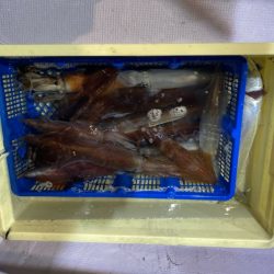 海龍丸（石川） 釣果