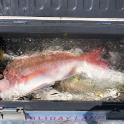 第二八坂丸 釣果