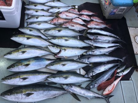 エムズジャーク(M’s JERK) 釣果