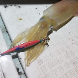 アマテラス 釣果