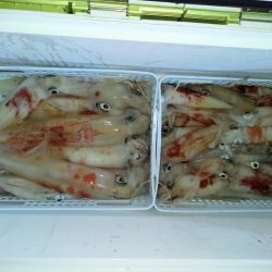 第二龍勢丸 釣果