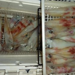 第二龍勢丸 釣果