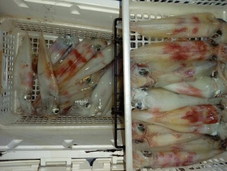 第二龍勢丸 釣果