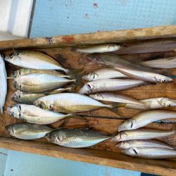 岡田釣船　八英丸 釣果