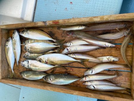 岡田釣船　八英丸 釣果