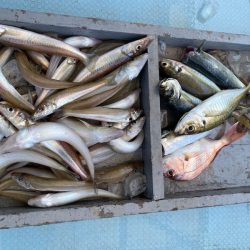 岡田釣船　八英丸 釣果