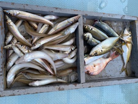 岡田釣船　八英丸 釣果