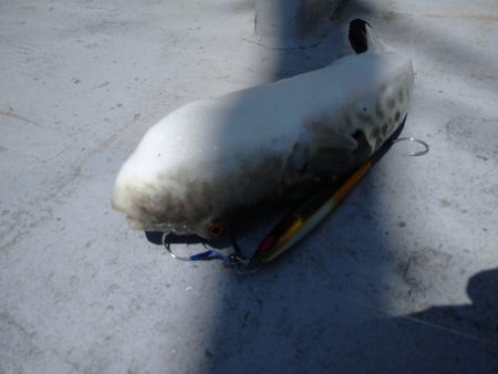 ありもと丸 釣果