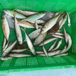 岡田釣船　八英丸 釣果