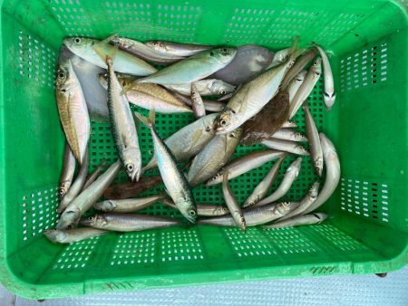 岡田釣船　八英丸 釣果