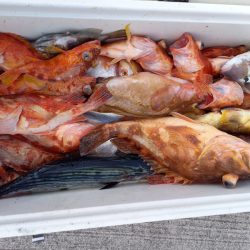 第二龍勢丸 釣果