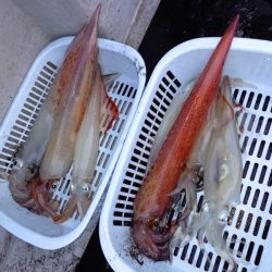 第二龍勢丸 釣果