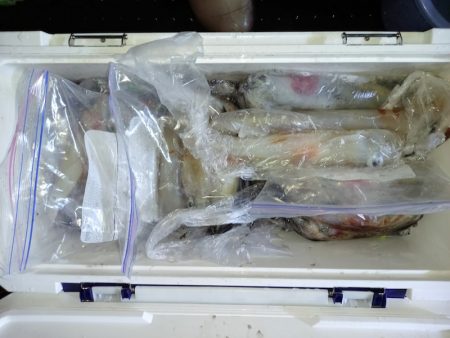 第二龍勢丸 釣果