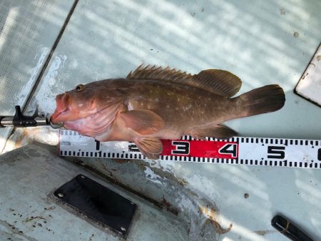 フィッシング　キッタカ 釣果