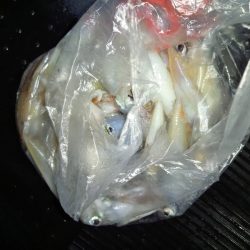 第二龍勢丸 釣果